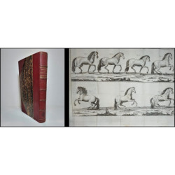 Principios para montar e instruir los caballos de guerra. Traducidos del francés por D. Francisco Cerdá y Rico.