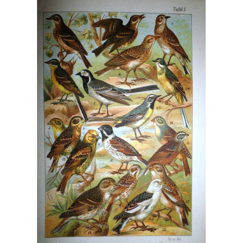 Unsere Vögel.